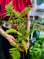 Cyathea cooperi Australska drvena paprat fi12
