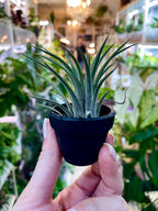 Tillandisia Terracotta black zracna biljka