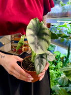 Alocasia Reversa fi10,50