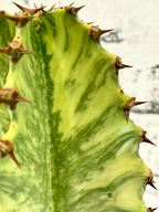 Euphorbia Ingens Variegata Marmorata fi17