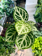 Anthurium Silver Blush fi12
