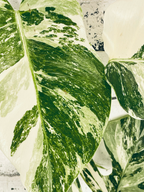 Monstera Deliciosa Albo Variegata fi17
