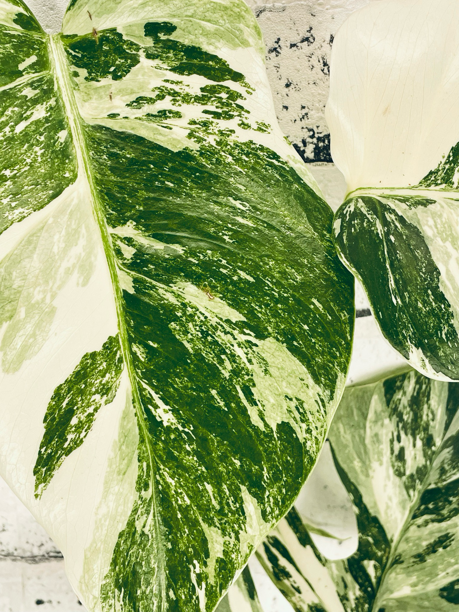 Monstera Deliciosa Albo Variegata fi17