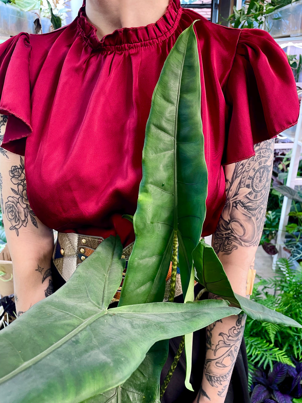 Alocasia Tigrina Superba fi14