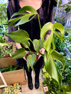 Monstera Burle Marx Flame fi15