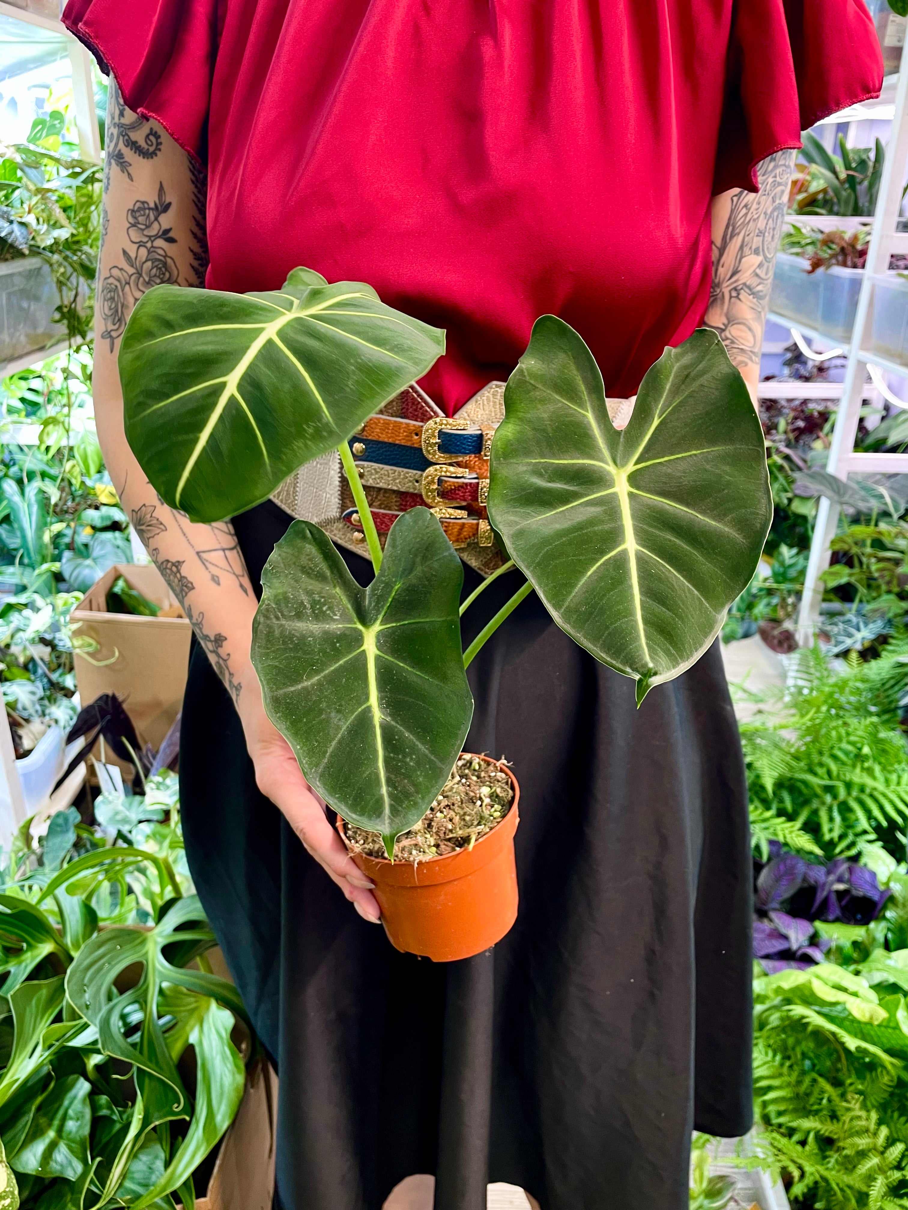 Alocasia Micholitziana Round Leaf fi8