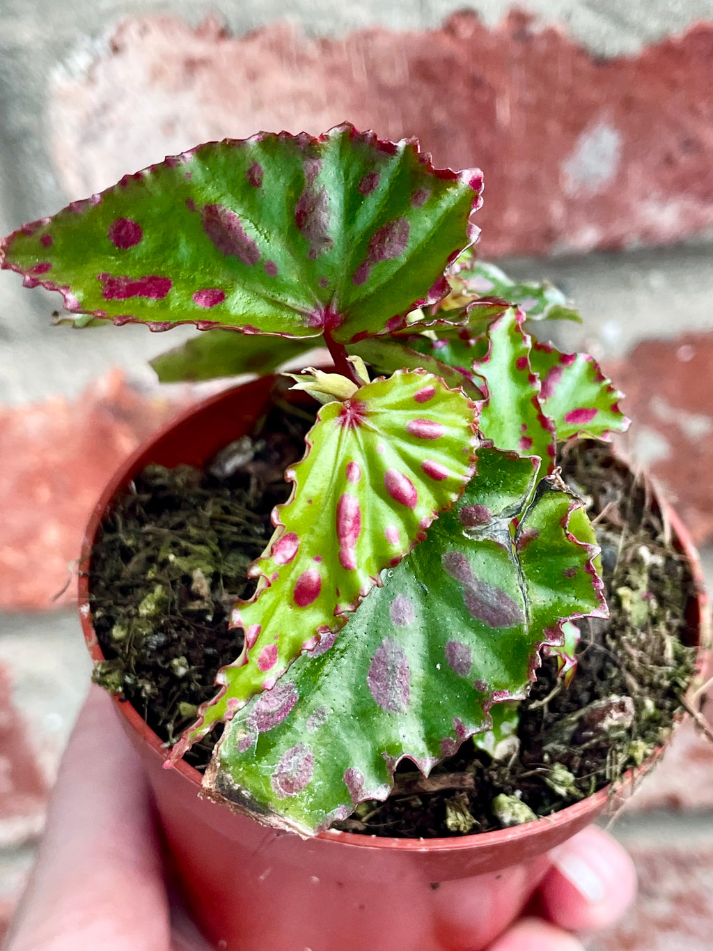 Begonia Pink Dottie fi8