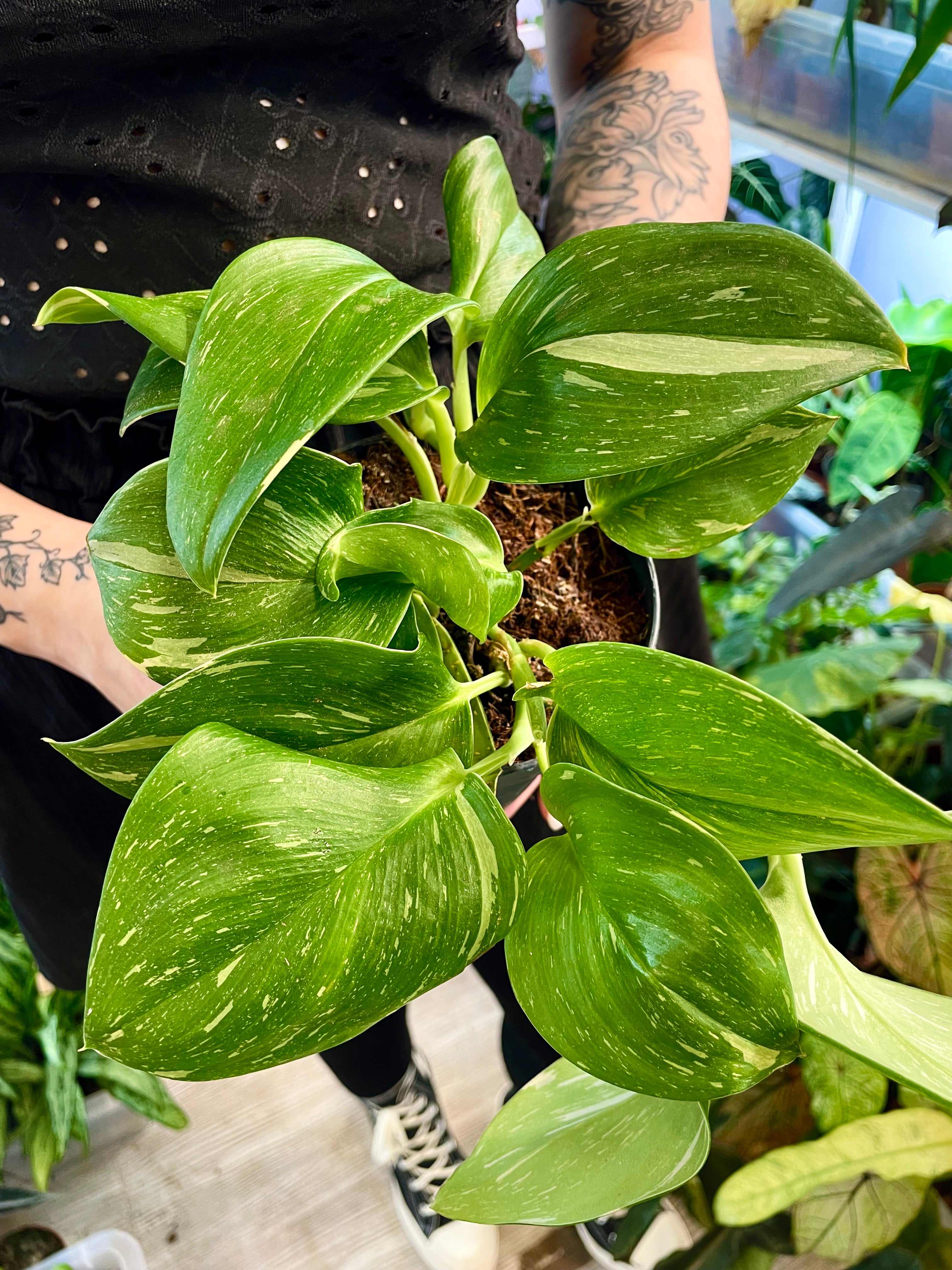 Scindapsus Rubicon fi12