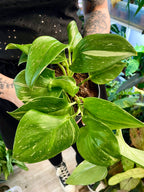 Scindapsus Rubicon fi12