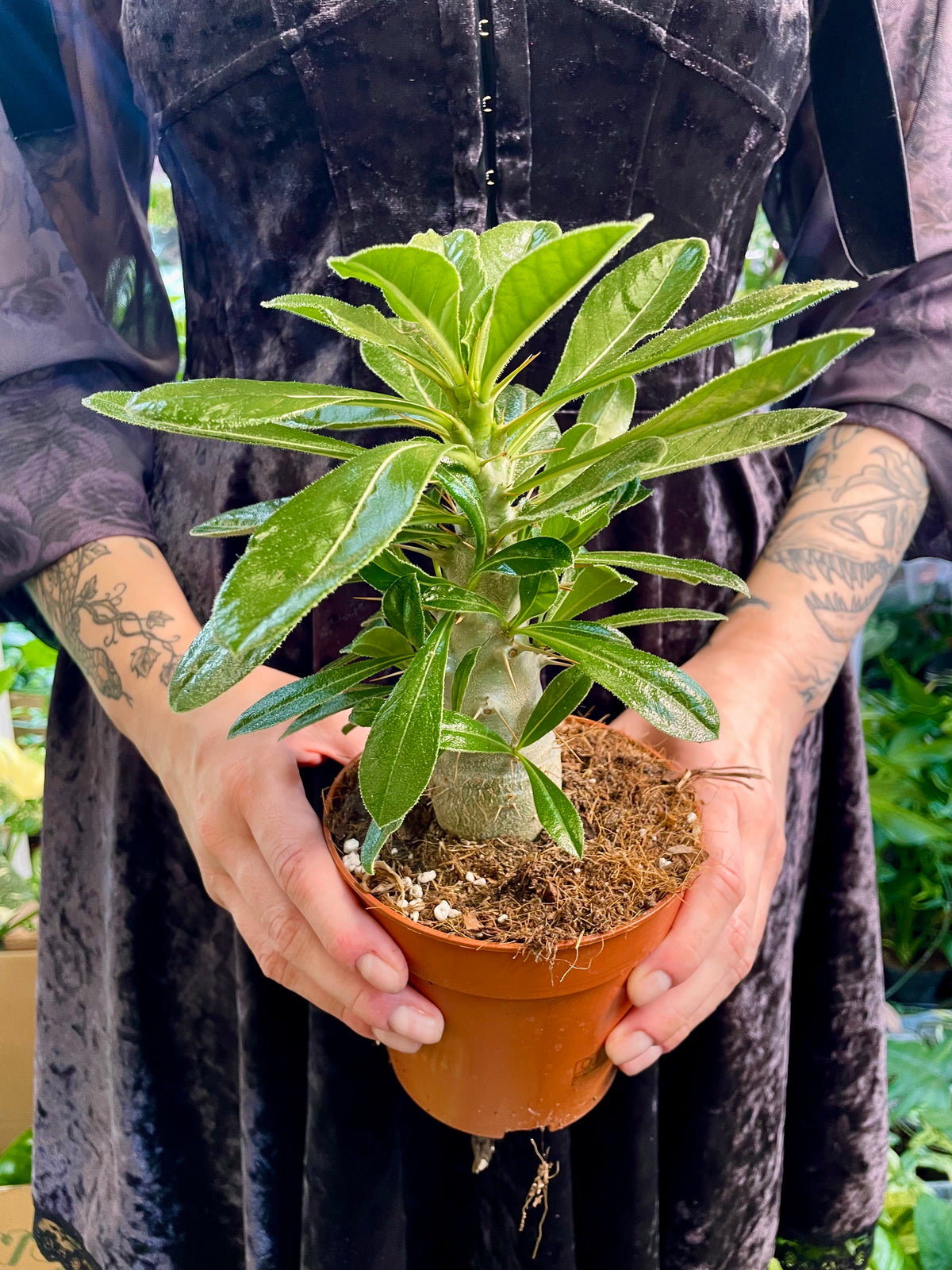 Pachypodium Saundersii  (Kudu Lily) fi12