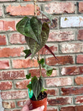 Dioscorea discolor fi7