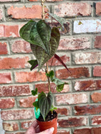 Dioscorea discolor fi7