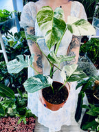 Monstera Deliciosa Albo Variegata fi17