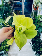 Philodendron scandens Lime fi12