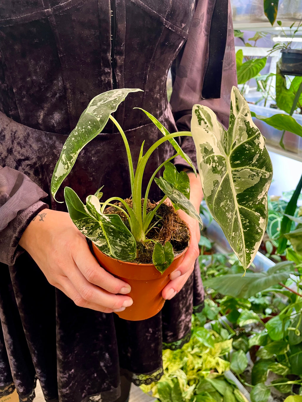 Alocasia Frydek Variegata fi12