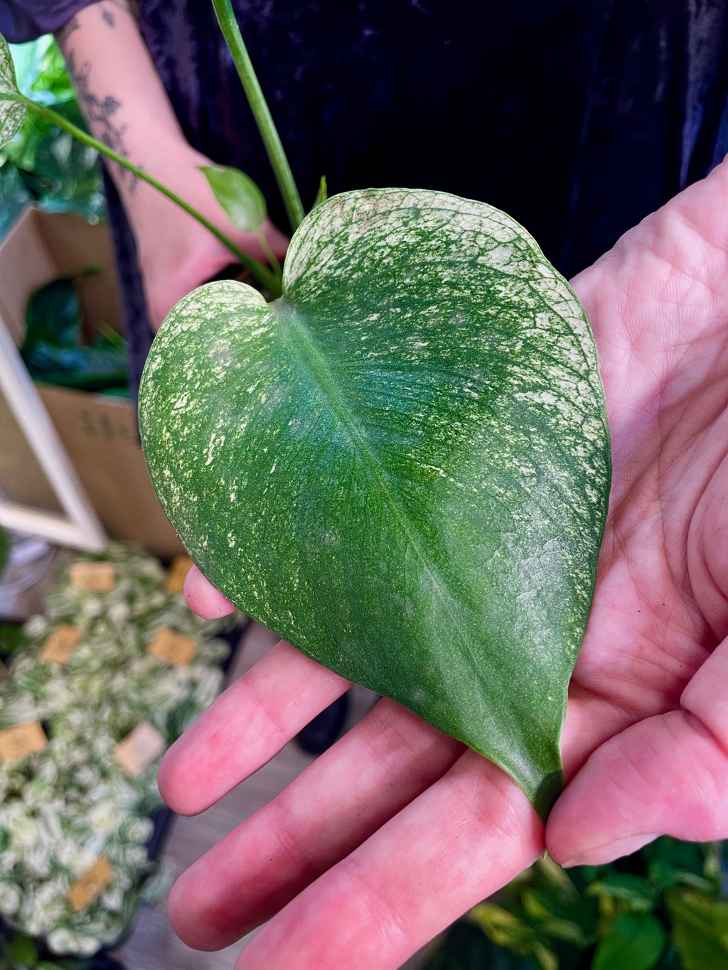 Monstera Devil Monster fi8