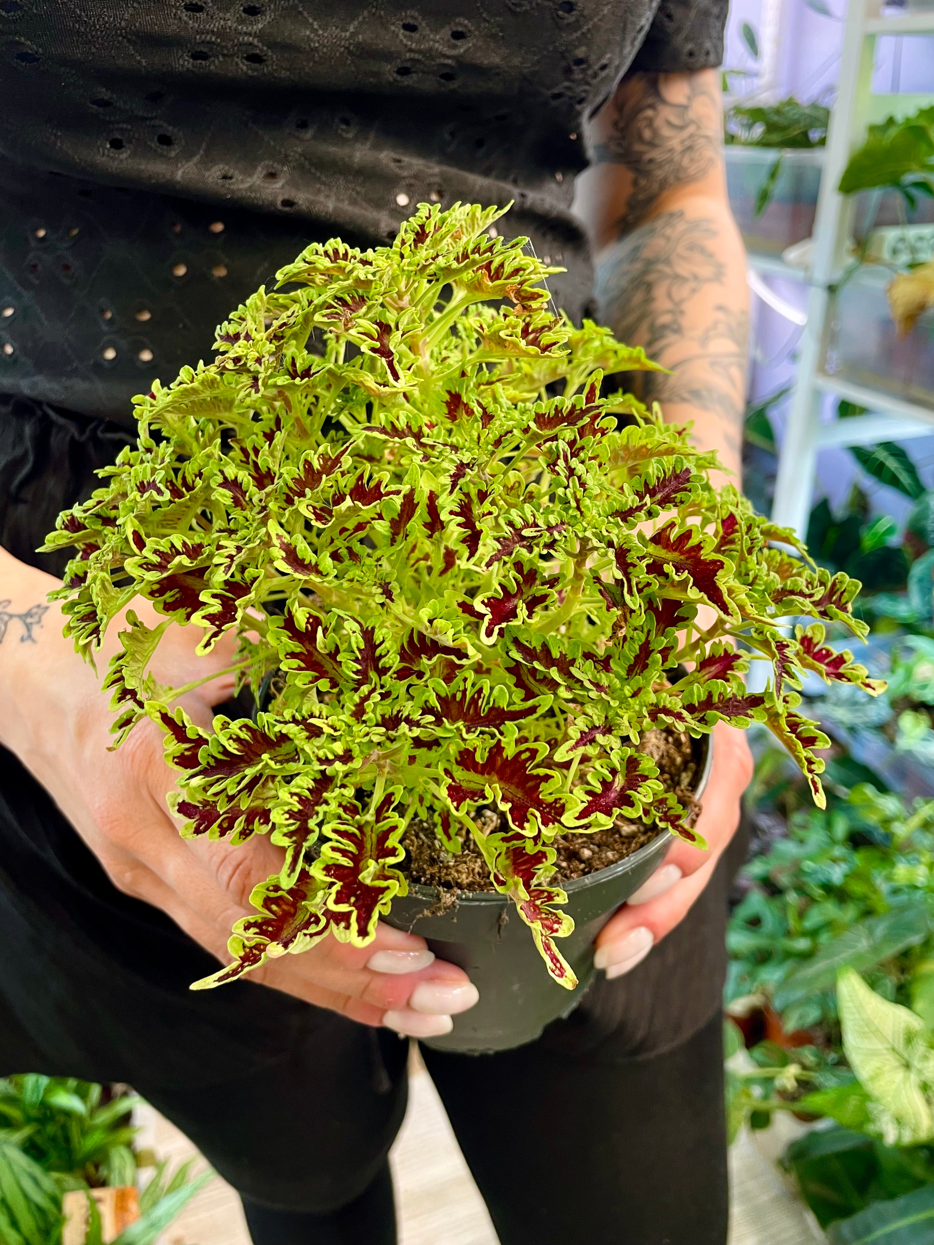 Coleus Skeleton fi12