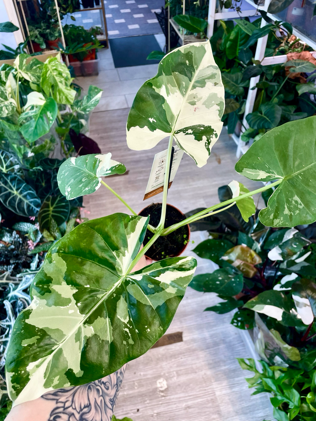 Alocasia Macrorrhiza variegata fi8
