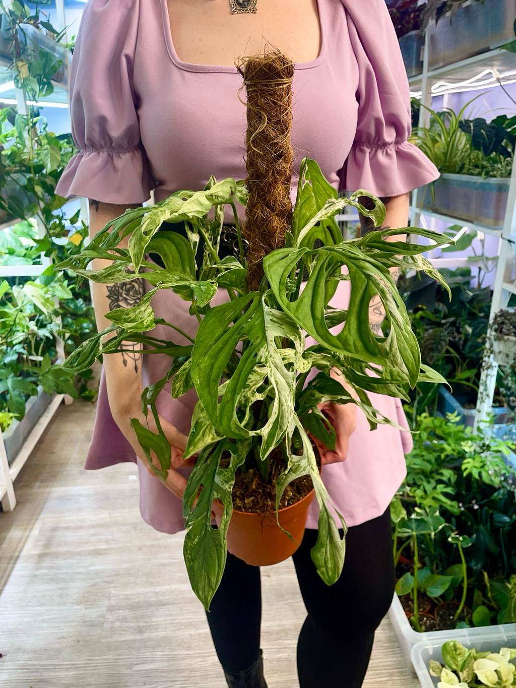 Monstera Adansonii Indonesian Marble fi17