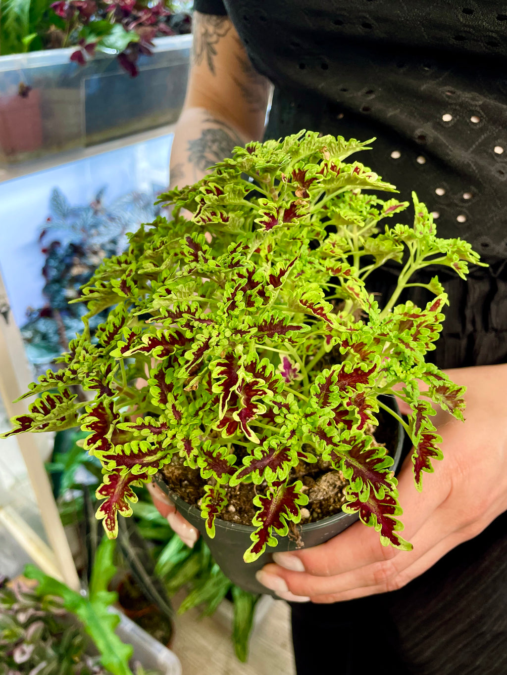 Coleus Skeleton fi12