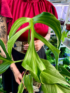 Monstera Burle Marx Flame fi15
