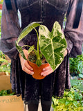 Alocasia Frydek Variegata fi12