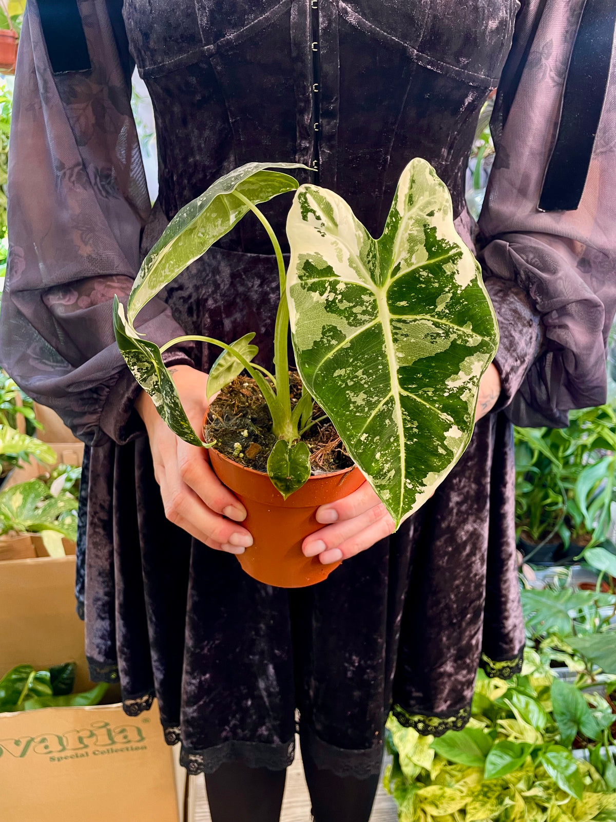 Alocasia Frydek Variegata fi12