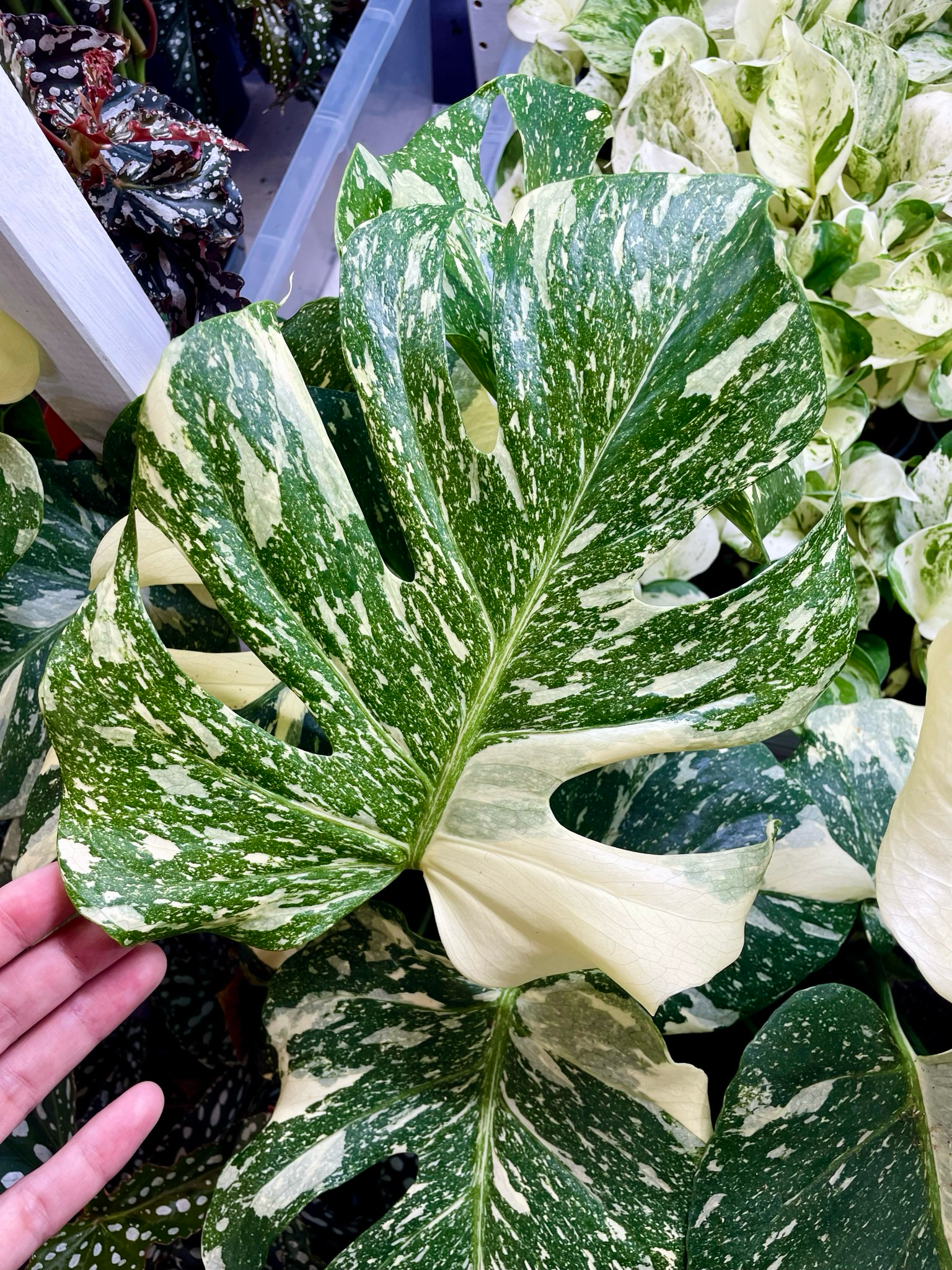Monstera Thai Constellation Creme Brule fi12