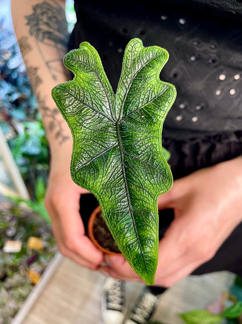Alocasia Jacklyn fi6