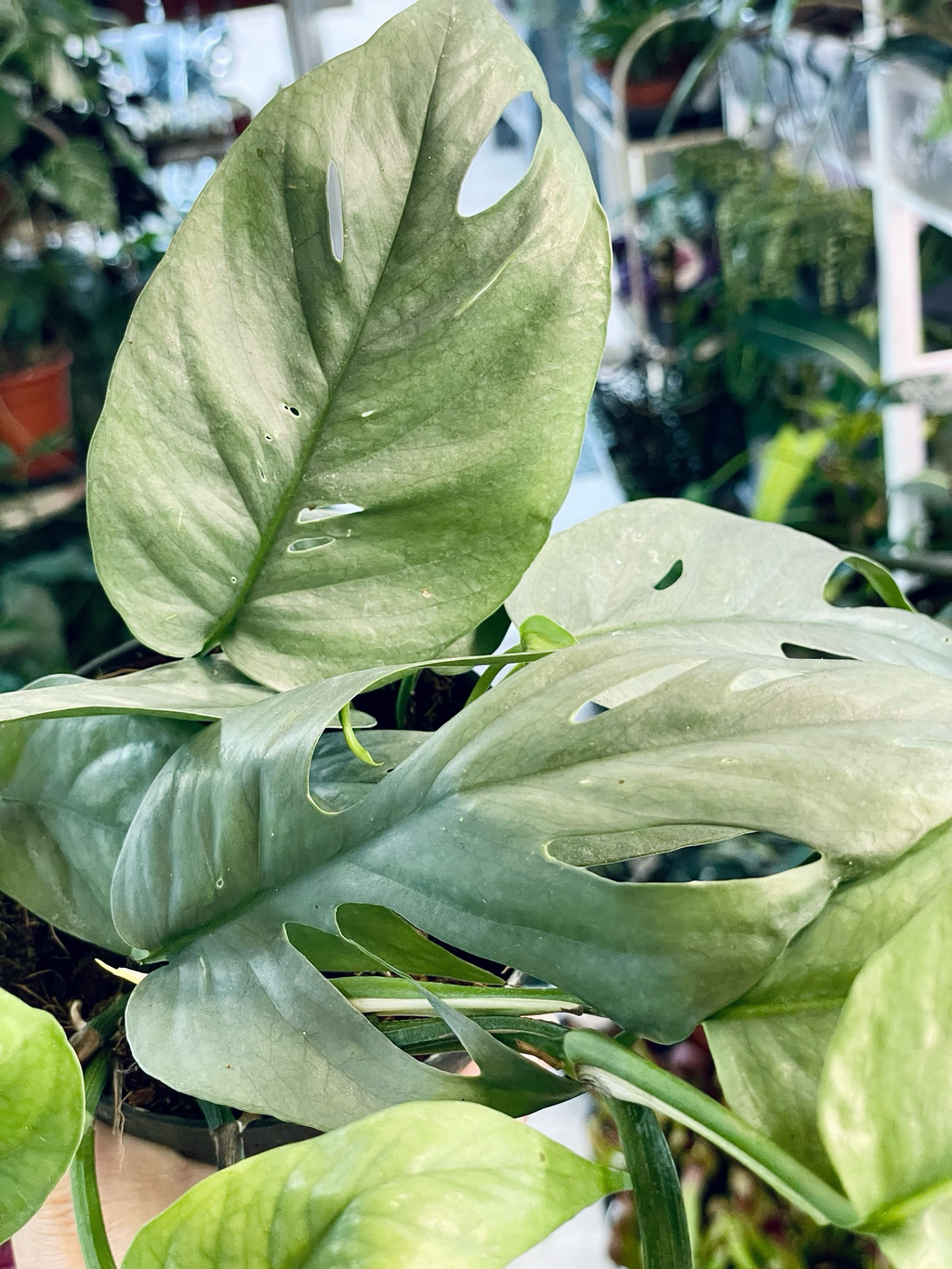 Epipremnum Pinnatum Cebu Blue fi15 visilica