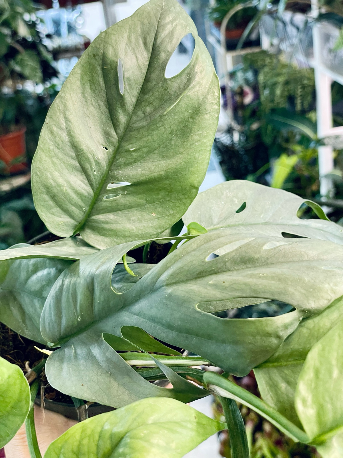 Epipremnum Pinnatum Cebu Blue fi15 visilica