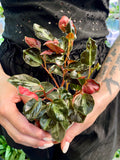 Peperomia Columbiana fi6