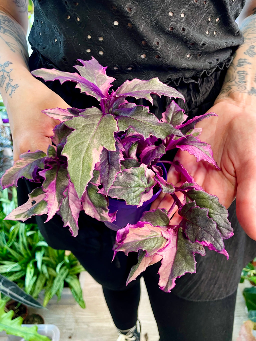 Gynura Purple Passion variegata fi7