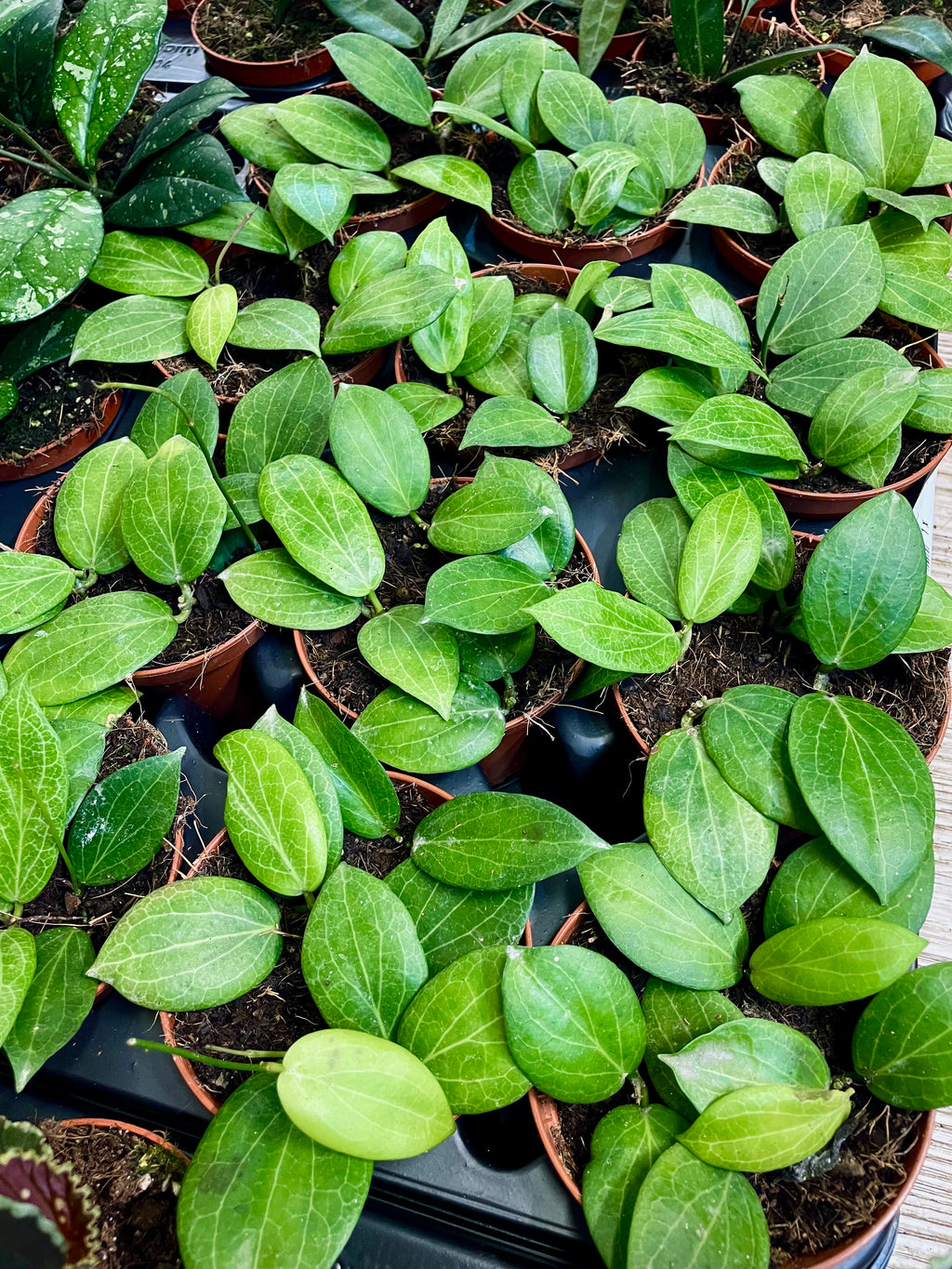 Hoya Fitchii fi9