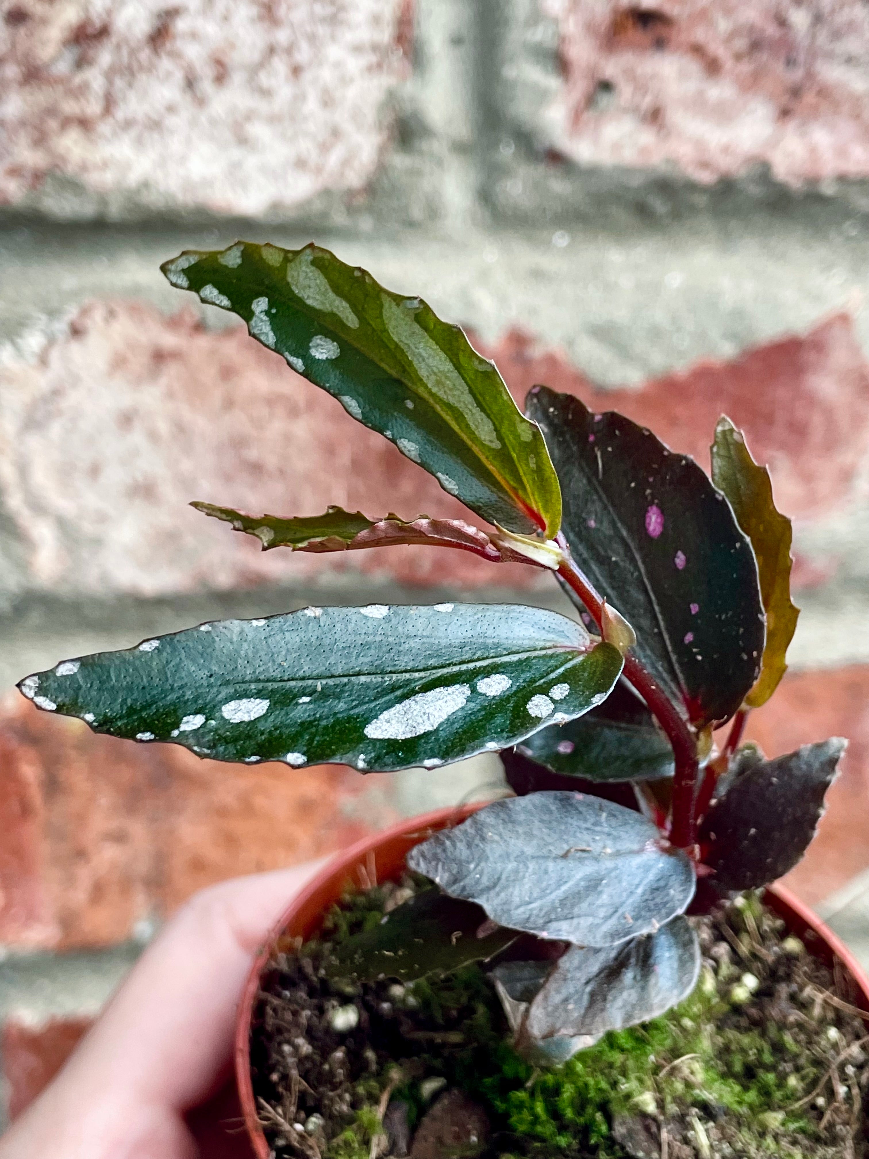 Begonia Jalau type 2 fi8