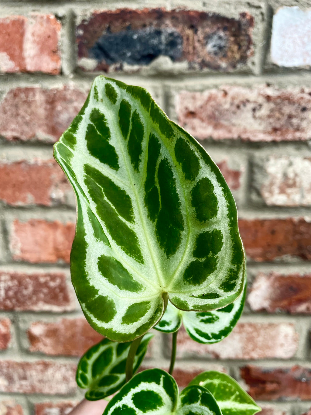 Anthurium Dorayaki fi7