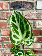 Anthurium Dorayaki fi7