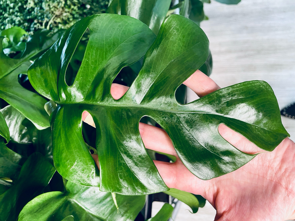 Rhaphidophora Tetrasperma 'Monstera Minima' fi12