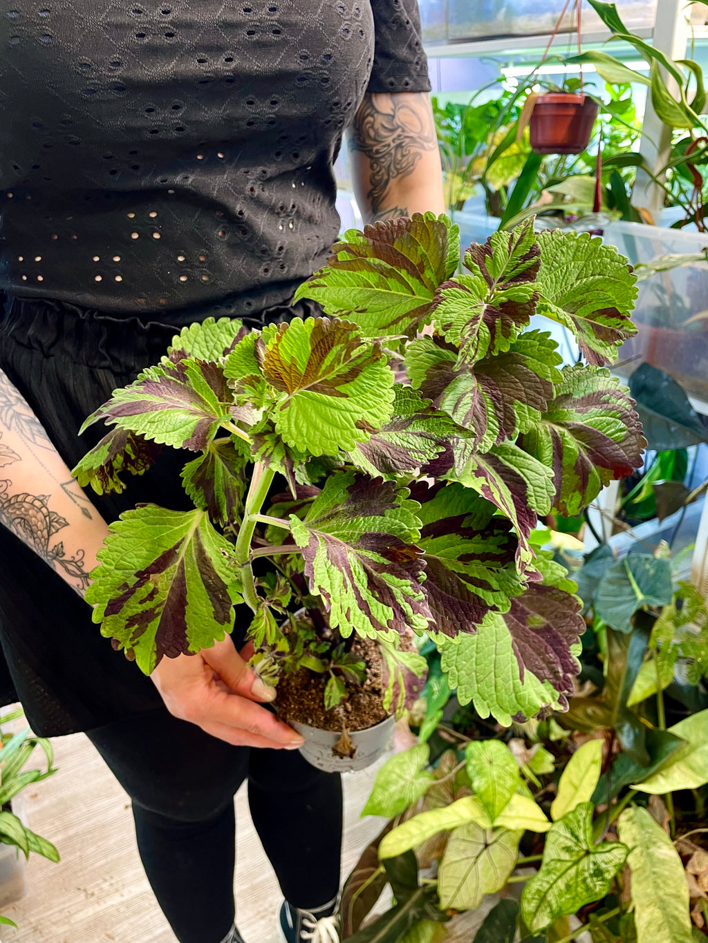 Coleus 'Green Lolite'