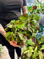Coleus 'Green Lolite'