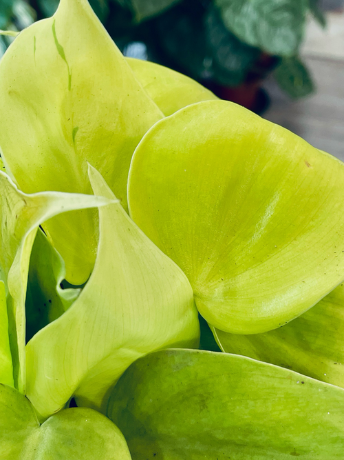 Philodendron scandens Lime fi12