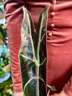 Alocasia Longiloba Purple