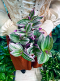 Tradescantia Albiflora 'Nanouk' fi12