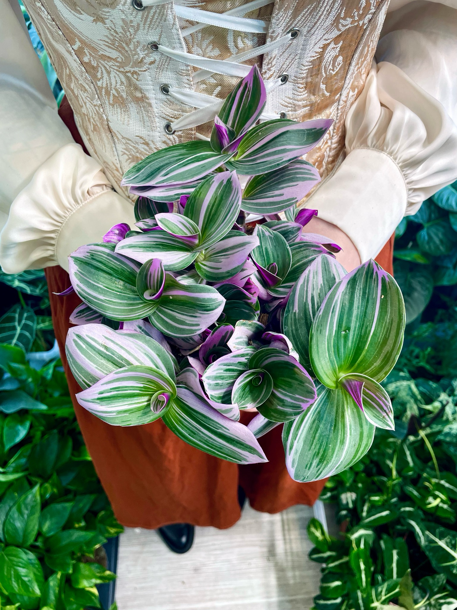 Tradescantia Albiflora 'Nanouk' fi12