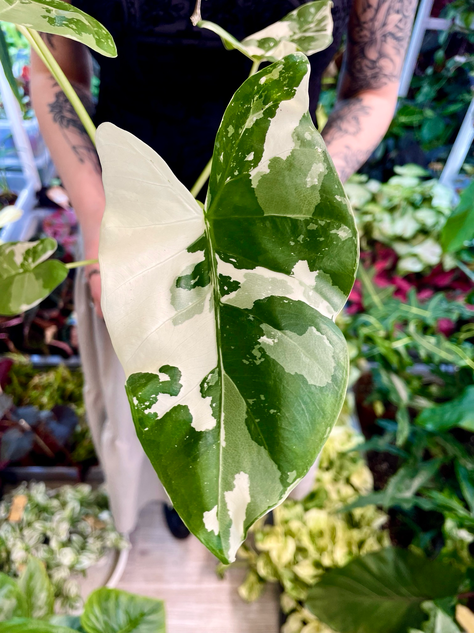 Alocasia Macrorrhiza variegata fi8