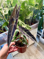 Alocasia Longiloba Purple