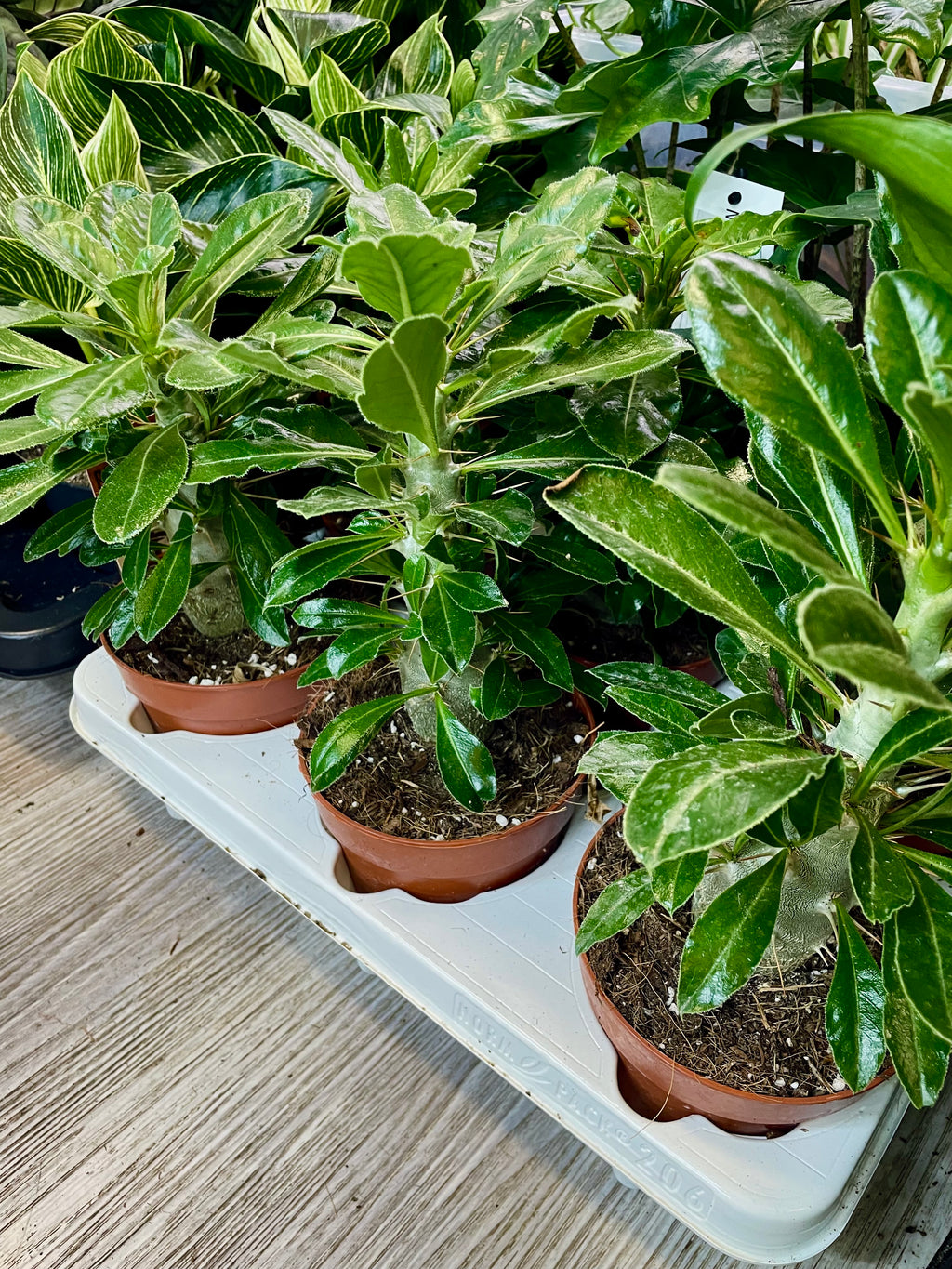 Pachypodium Saundersii  (Kudu Lily) fi12