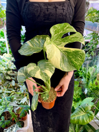 Monstera Thai Constellation Creme Brule fi12