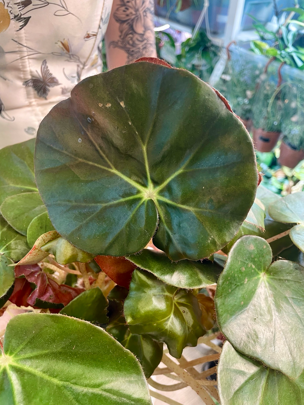 Begonia erythrophylla Black Jungle (Slonovo uho) fi14