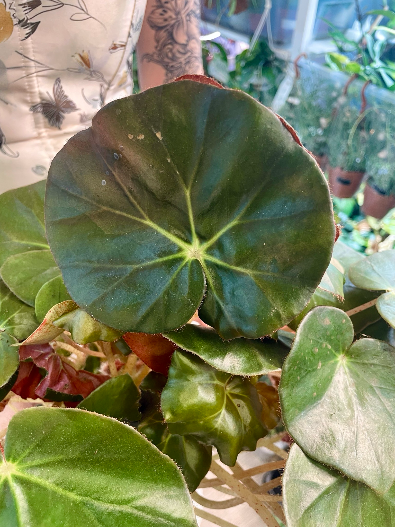 Begonia erythrophylla Black Jungle (Slonovo uho) fi14